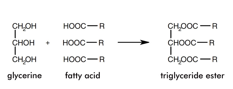 Lipid lore: Oils, fats and waxes (2) Lipid lore: Oils, fats and waxes (2)