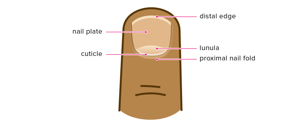 Cuticle: What Is It, Care, Removal, Signs of Infection, and More (1) Cuticle: What Is It, Care, Removal, Signs of Infection, and More (1)