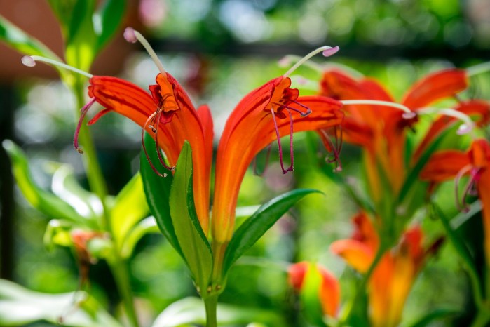 How to grow and care for a lipstick plant (4) How to grow and care for a lipstick plant (4)