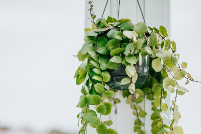 How to grow and care for a lipstick plant (1) How to grow and care for a lipstick plant (1)