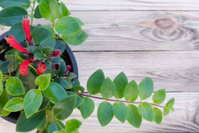 How to grow and care for a lipstick plant (2) How to grow and care for a lipstick plant (2)